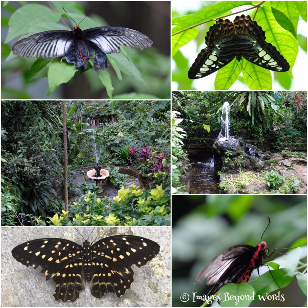 The Butterfly Park. Kuala Lumpur.
