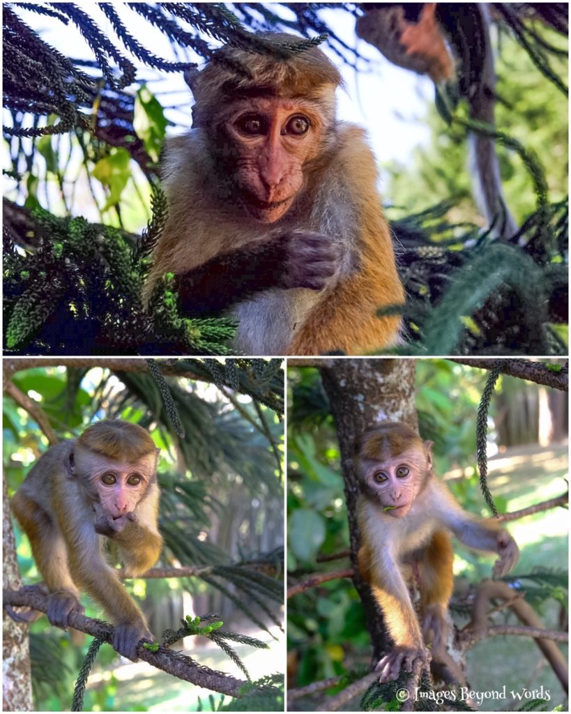 Monkeys The Royal Botanical Gardens, Kandy