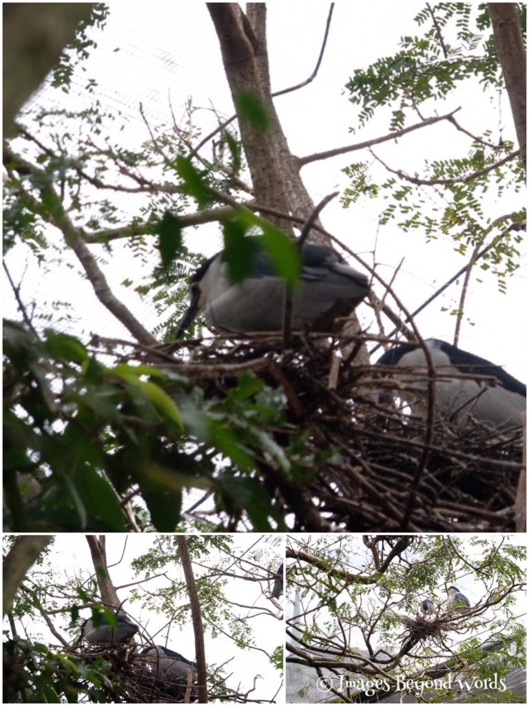  The Bird Park Kuala Lumpur.