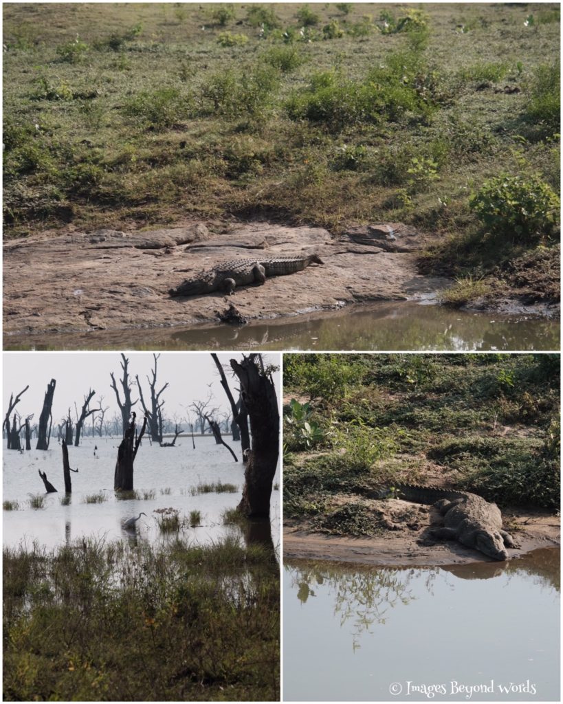 Uda Walawe National Park
