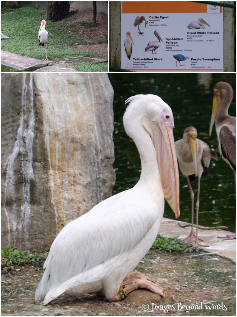  The Bird Park Kuala Lumpur.
