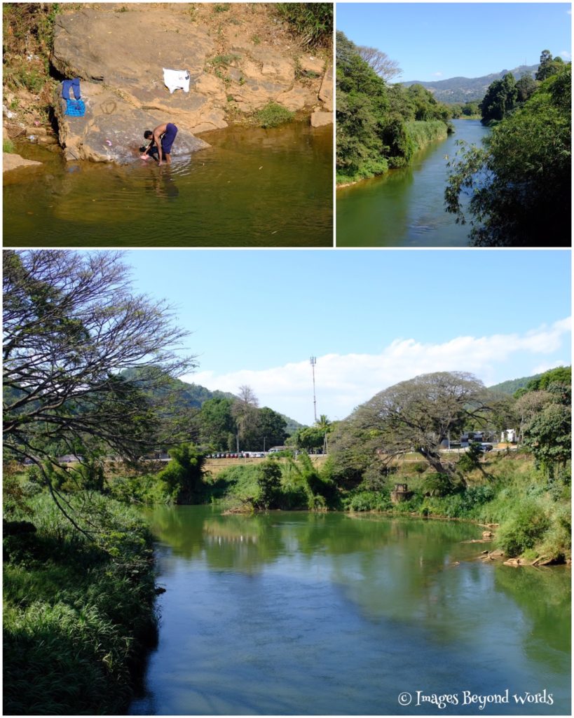 The River. The Royal Botanical Gardens, Kandy
