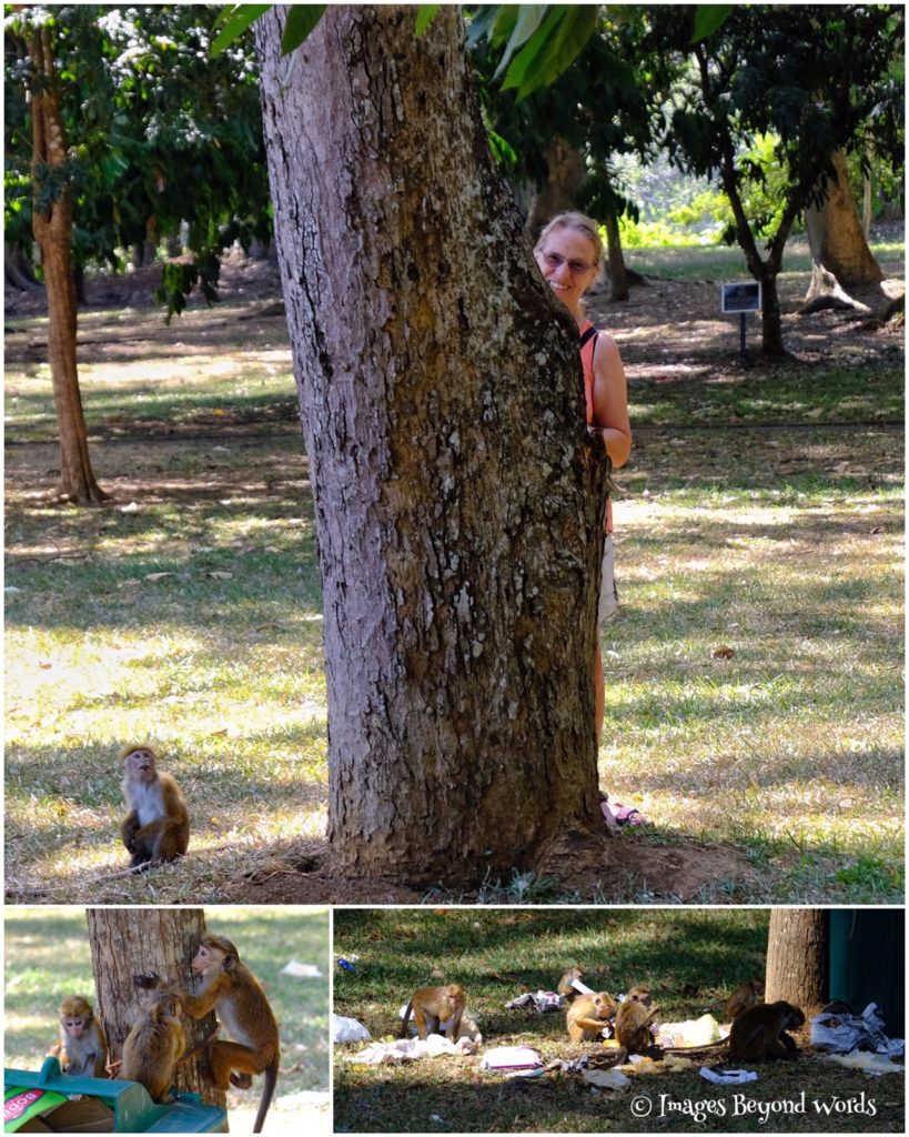 Monkeys at the Royal Botanical Gardens, Kandy