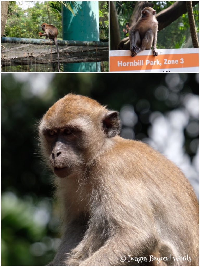  The Bird Park Kuala Lumpur.