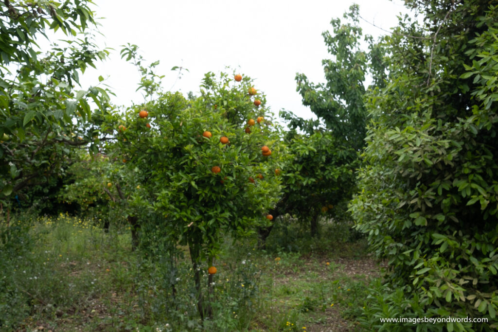Orange Trees and Lemon Trees in the grounds of Melissinos Winery