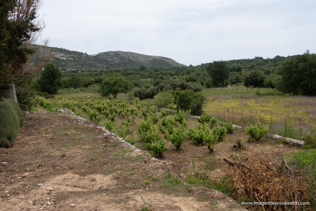 A view of some of the vines at Melissinos Winery
