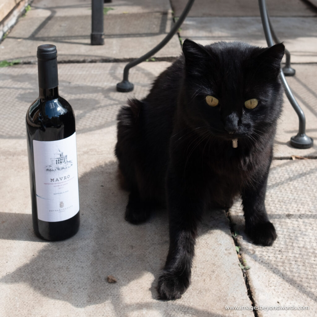 Marko the Cat